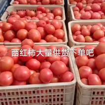 水果应粉西红柿，大小红线，八盾、美棋西红柿