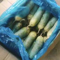 山东济南精品萝卜青萝卜水果萝卜产地直发一手货源