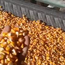 新疆精品玉米大量出售