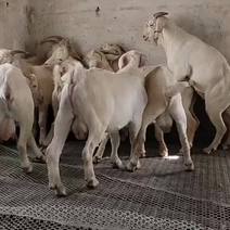 由美国进口种公羊和本地奶山羊杂交而成的基础母羊
