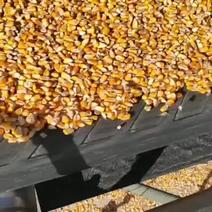 养殖玉米大量有货价格便宜