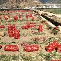 施甸承包土地种植特早熟红皮洋葱N2N3N6品种洋葱。