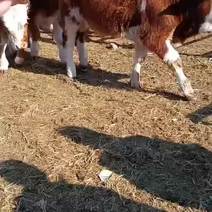 内蒙西门塔尔牛，西门塔尔母牛，基地直供包成活