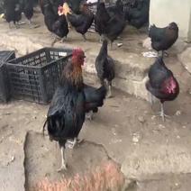 散养五黑鸡，乌骨鸡，绿壳蛋鸡