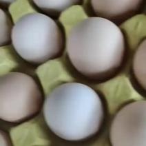 精品土鸡蛋