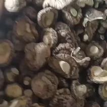 泌阳香菇，春袋板菇