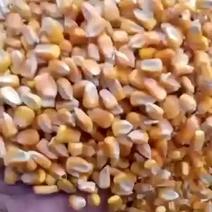 东北玉米粒颗粒饱满，无霉变，微量元素含量高。