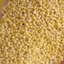大黄米，2022新大黄米，糯小米，粘度好，色泽亮常年有货