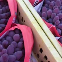 茉莉香葡萄陆续开始收购了，承接各大市场，商超，及电商！！