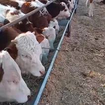 吉林西门塔尔牛，牛犊，母牛犊，怀孕母牛改良黄牛