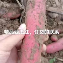 精品西瓜红，纯沙土地种植，细长条，要的