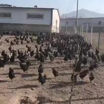 两千只五黑鸡母鸡出售养了整整一年