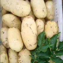 土豆精品黄心土豆各种规格大量有货，支持整车发货，市场
