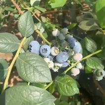 绿宝石蓝莓