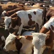 新疆改良牛改良好品种好饲养好管理