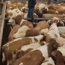 新疆养殖户改良小公牛可代购可