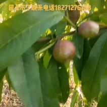5月12日左右各种露天油桃毛桃陆续都会开园上市