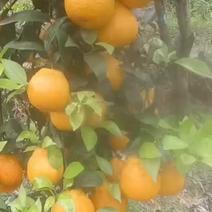 黄果柑精品果子。需要老板速度口感好