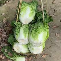 四川彭州精品黄心白菜4.5.6斤