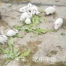 有大，小兔崽子卖重庆市巴南区界石镇
