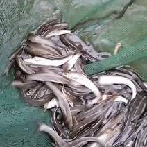 【热卖】鳕鱼苗，基地孵化渔场发货，全国发货