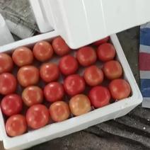 四川攀枝花精品西红柿大红保质保量、开始量产