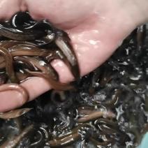 泥鳅苗台湾泥鳅，生长快，吃料猛，少病害，适合高密度养殖