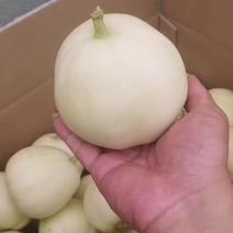 白玉香瓜