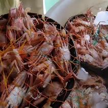 螃蟹肉蟹红蟹自助餐海鲜餐厅非常好用每只都有肉
