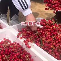 山东泰安万亩大樱桃基地红宝石早熟品种开始大量上市