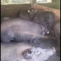 每天代收活猪:土黑、二杂