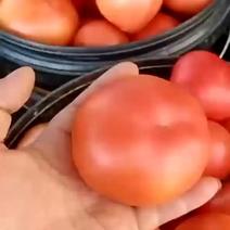 西红柿粉果