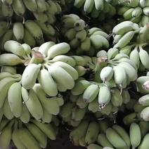 福建漳州苹果蕉非小米蕉甜糯粉嫩批发一件一手货源