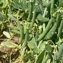 周口豌豆大量供应货源充足专业代办保证质量视频