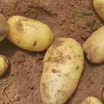 绥中土豆大量供应上市中价格便宜，诚信代办荷兰中暑