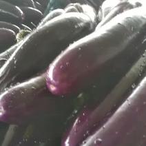 紫光茄子