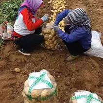 绥中土豆基地大量供应优质土豆到全国市场老板欢迎采购