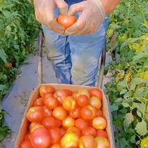 【精品】普罗旺斯西红柿新鲜大量上市中全国发货量大
