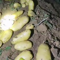 山东肥城二模大量供应，常年专业土豆直发，欢迎老板实地考察