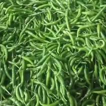 杭椒大量上市还有四季豆，线椒，物美价廉欢迎全国客商釆购