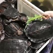 亚洲巨龟背甲23-26亚巨龟青菜龟素食龟招财龟