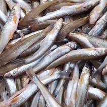 棍子鱼，沙葫芦子鱼，川丁子鱼，一手货源，一年四季有货。