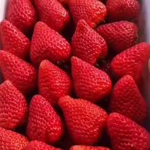 红颜九九草莓口感好，色泽鲜艳，质量有保证有需要的老板
