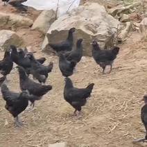 纯五黑鸡每只均1.89斤