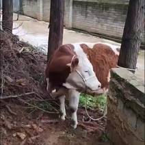 西门塔尔繁殖母牛