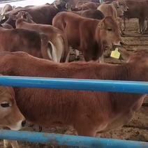 山区放养黄牛犊大量出售，全国包运输提供养牛技术