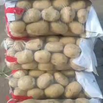 昌黎县黄心土豆大量上市各种品种各种规格供您选购欢迎您的到