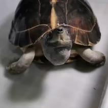15.4斤亚洲巨龟大型吃菜龟青菜龟亚巨龟种龟宠物龟