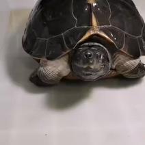 11斤亚洲巨龟种龟母背甲35，青菜龟宠物龟亚巨龟