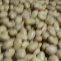 河北省昌黎县黄心土豆大量上市价格美丽需要的老板随时